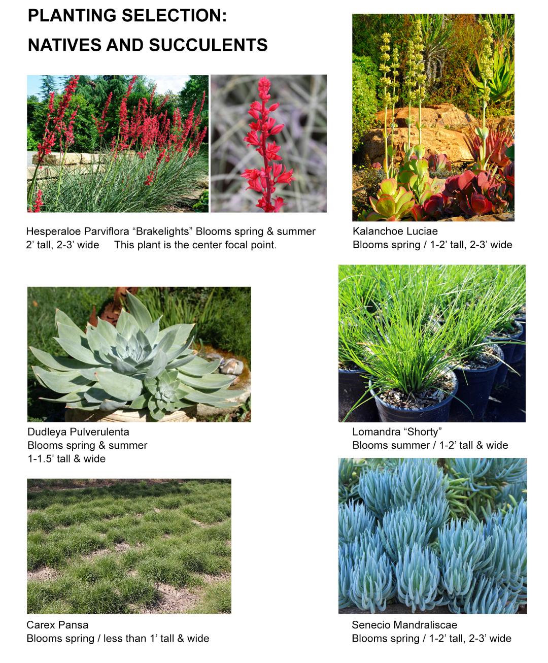 Plant Images for Median Strip